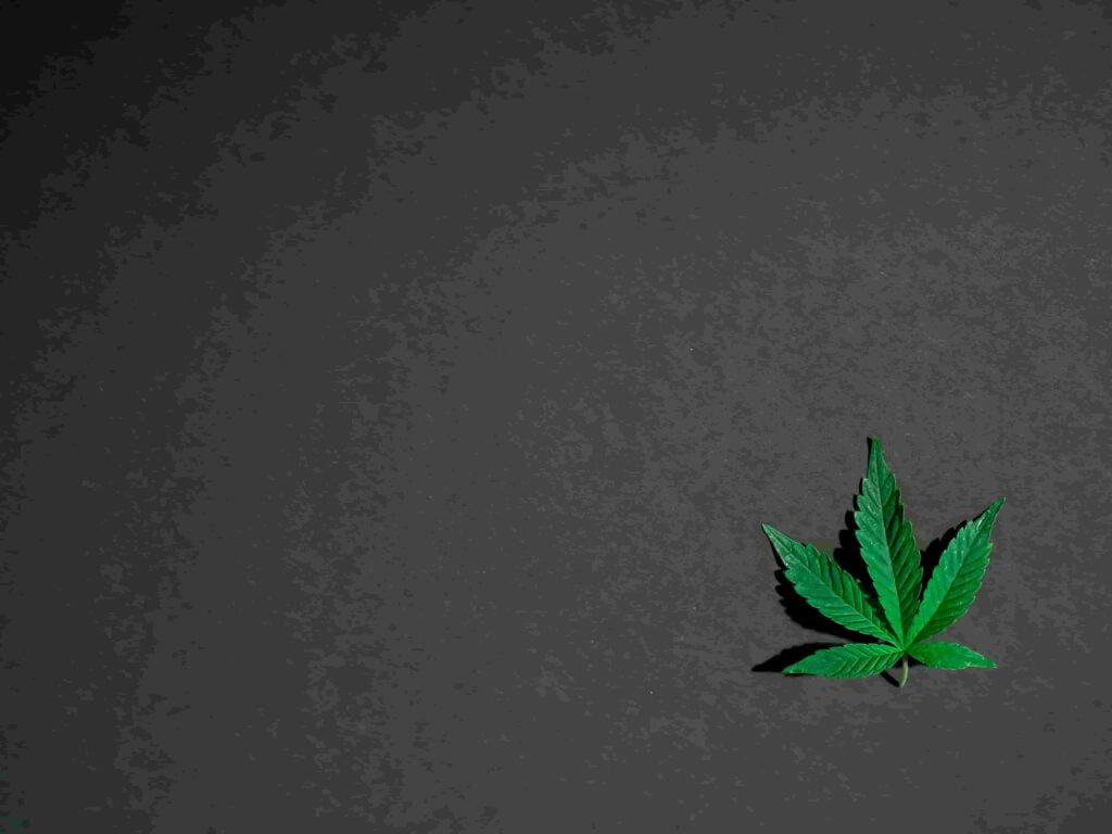 Freigabe von Genusscannabis über Cannabis Social Clubs