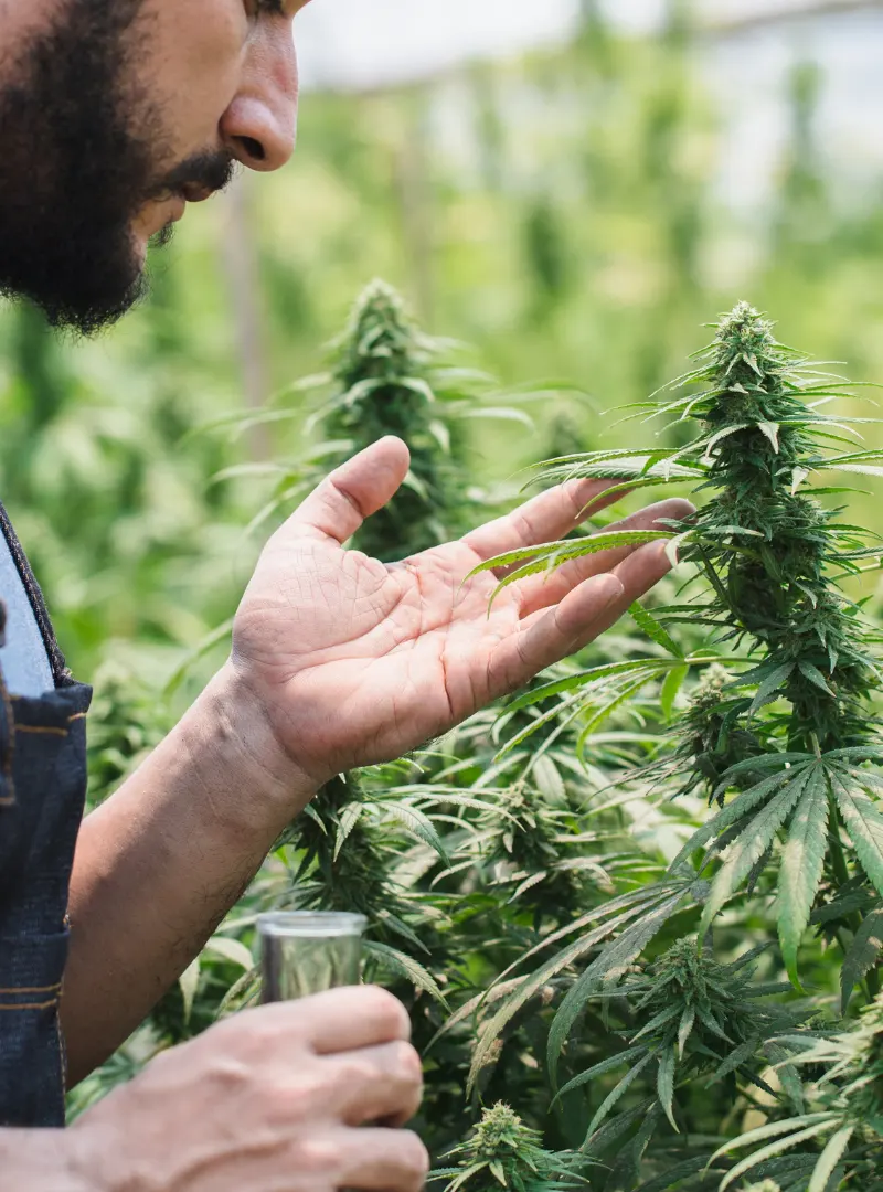 welche_Cannabissorte_zuechtung