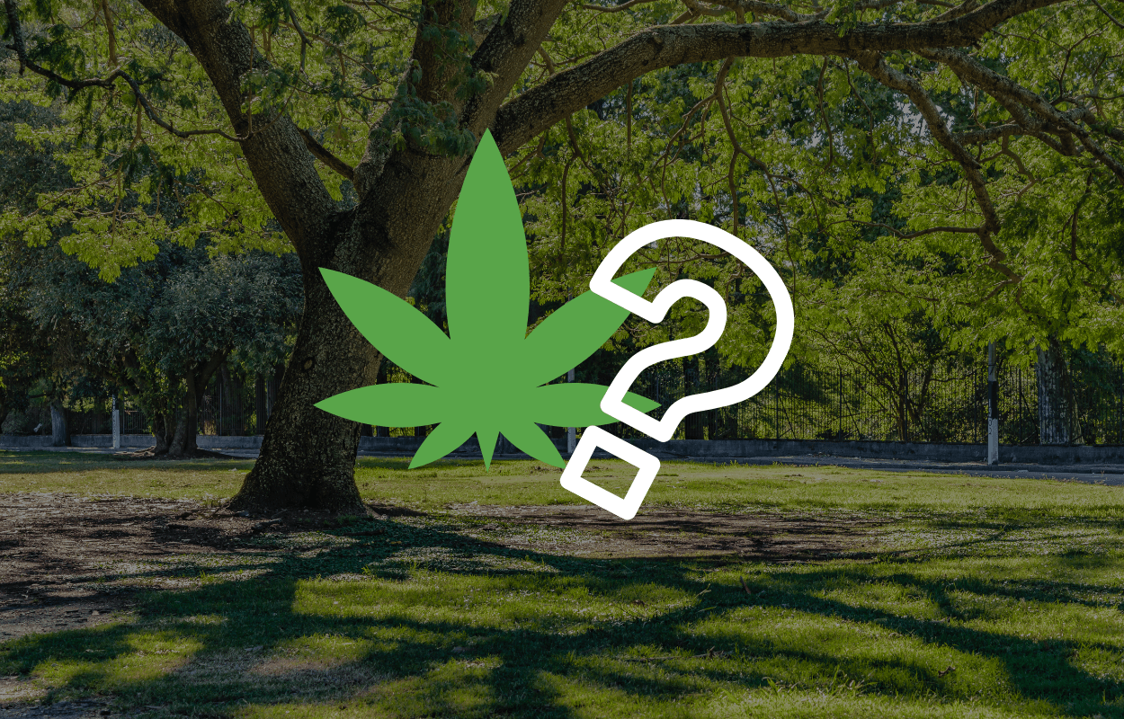 cannabis-in-oeffentlichkeit