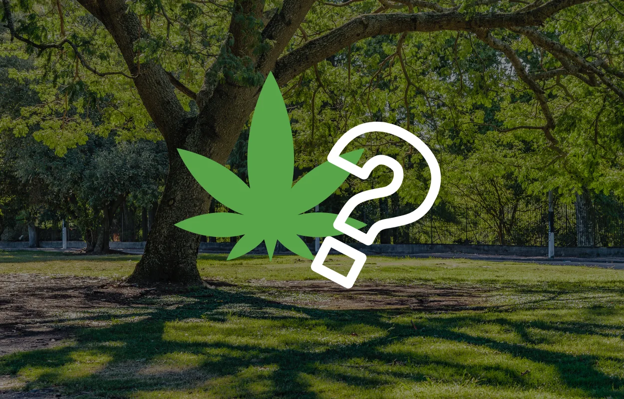 cannabis-in-oeffentlichkeit