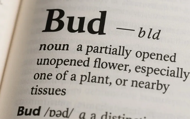 was-ist-ein-bud-bedeutung
